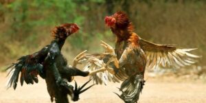 Đá Gà Thomo | Trải Nghiệm Các Trận Đấu Đỉnh Cao Tại VB77 2 Đá Gà Thomo | Trải Nghiệm Các Trận Đấu Đỉnh Cao Tại VB77